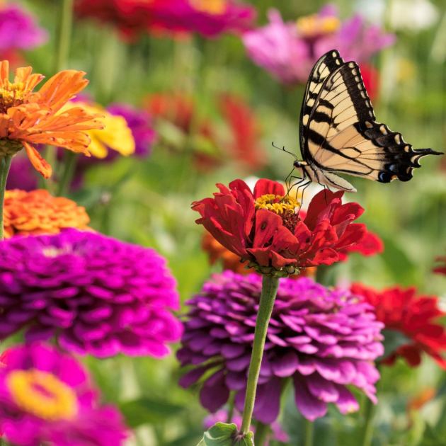  Don’t Wait! Plant These 9 Flower Seeds in May for Nonstop Summer Color 