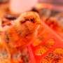 Researchers test far-ultraviolet light to prevent bird flu in poultry