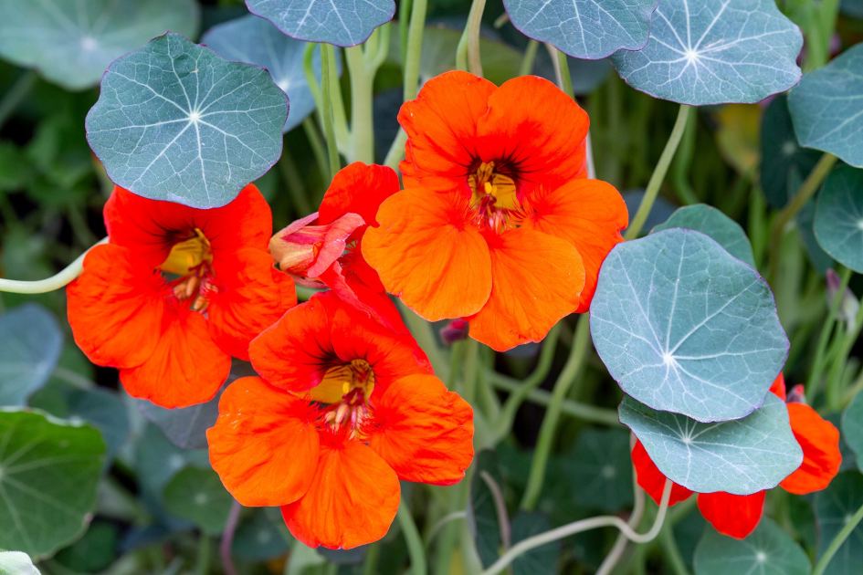 How to grow and care for nasturtiums