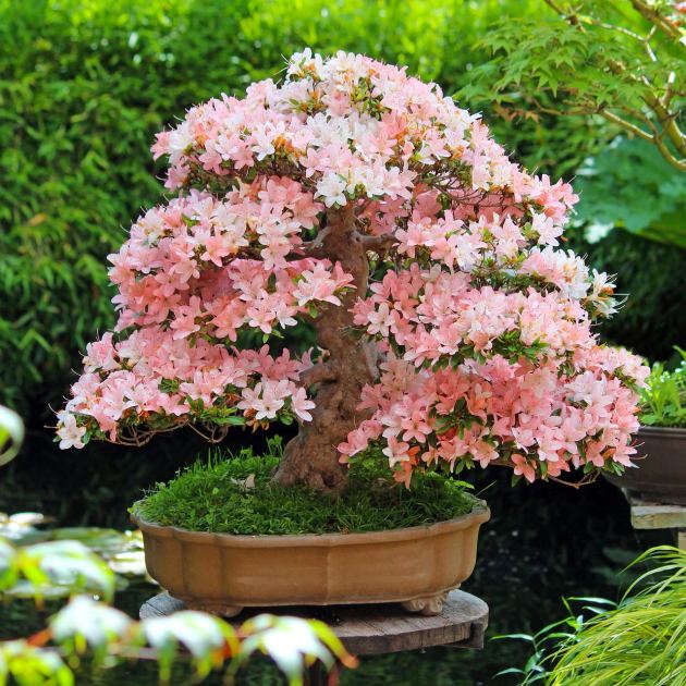  Azalea Bonsai Guide: How to Grow and Care for This Long-Lived, Flowering Beauty 