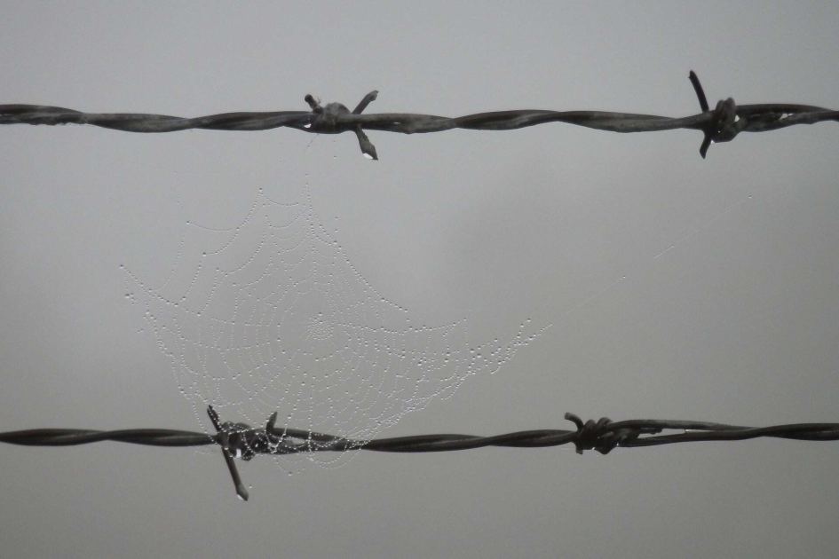 Hundreds of spiders turned a power line in Indonesia into a giant web wall