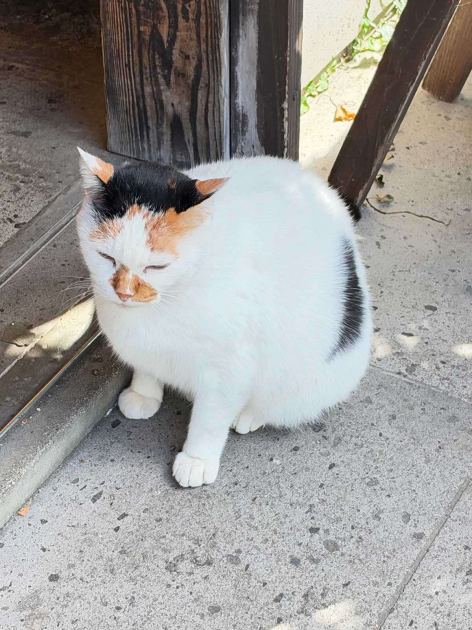 Kurokawa Onsen has 25 hot springs, but I'd go back just for this cat
