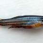 Measuring regrowth: Erk gradients guide zebrafish fins back to their original size after injury