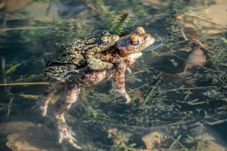 Petition: Over 1,000 Toads Were Killed After This Water Company Drained Their Breeding Habitat