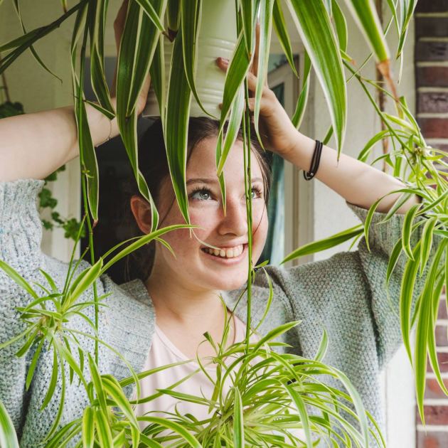  April Is a Make-or-Break Month for Spider Plants – Here Are the 3 Keys to Happy, Bushy Plants 