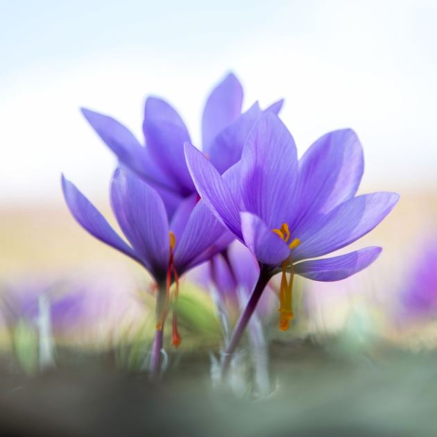  Plant These $1 Bulbs in Your Lawn Now For Drifts of Pretty Fall Flowers 