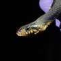 Rattlesnakes among most vulnerable to fungal disease and parasitic lung infection