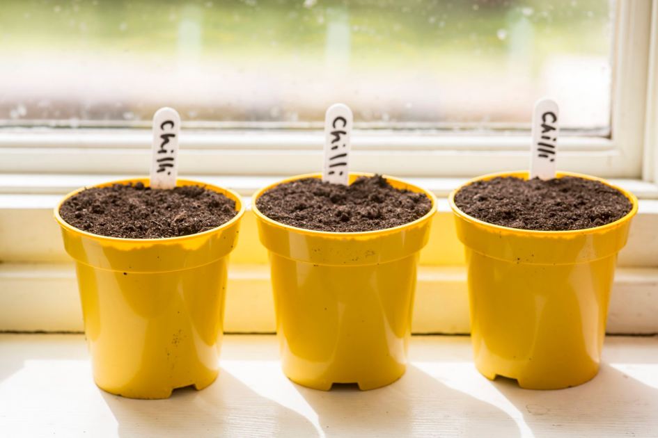 Don't miss your last chance to sow chillies, aubergines and sweet peppers