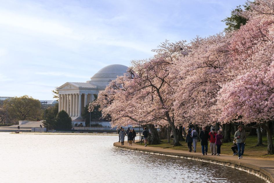 Cherry blossoms, historic estates and secret gardens: A different side of Washington, DC