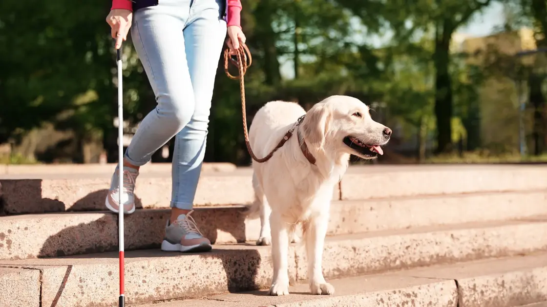 HR Giant SHRM Hit With a $400,000 Verdict After Rescinding a Job Offer Over a Service Dog