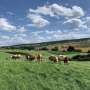 Drawing the line: Virtual fences trigger the same cattle behavior as physical ones