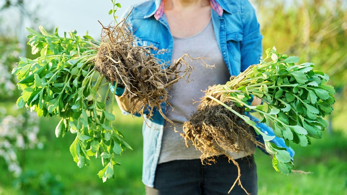  Divide These 8 Perennials in October – It's the Easiest Way to Make More of Your Favorite Plants for Free 