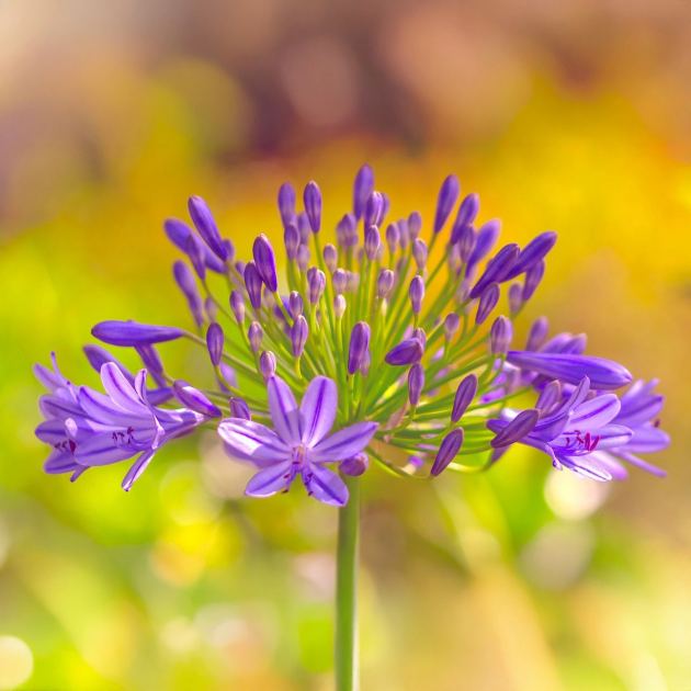  What to do With Agapanthus in August – 3 Easy Care Tips for Longer-Lasting Blooms This Year and Healthier Plants Next Year 