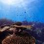 Australian coral reefs face risk of collapse within 50 years without drastic action, global assessment finds