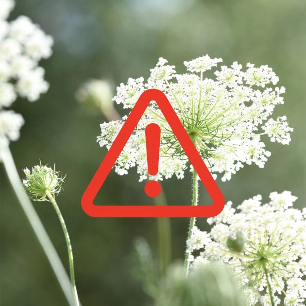  Gardeners Beware! These 6 Plants Could Get You in Legal Trouble – What You Need to Know Before You Grow 