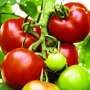 How tomato 'golden hour' research could help crops survive heat waves and drought