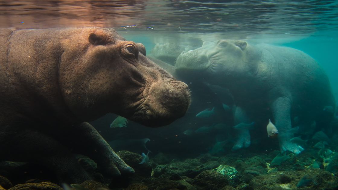 Nat Geo Kicks Off New Multi-Year Doc Franchise With ‘Africa Earth’s Wild Home’