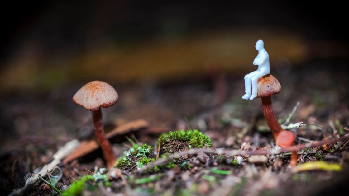  'It sounds so impossible': Student studying fungus that makes users hallucinate tiny people may be on the verge of a scientific breakthrough 
