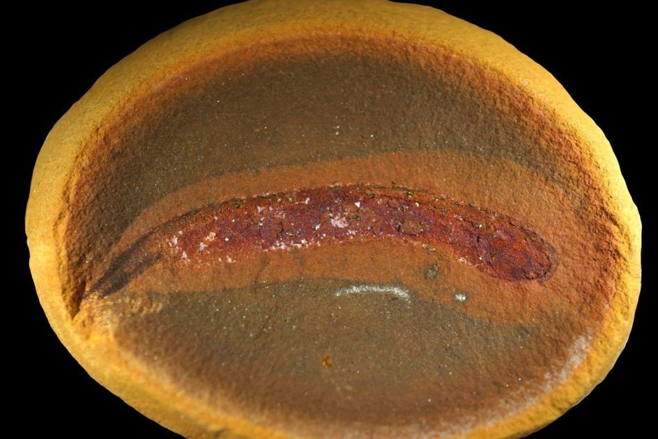 Remarkable fossils rewrite the story of how animals conquered the land