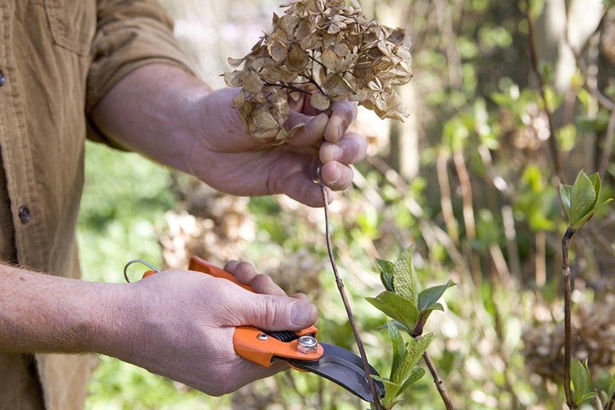 Prune your hydrangeas now for bigger and better blooms