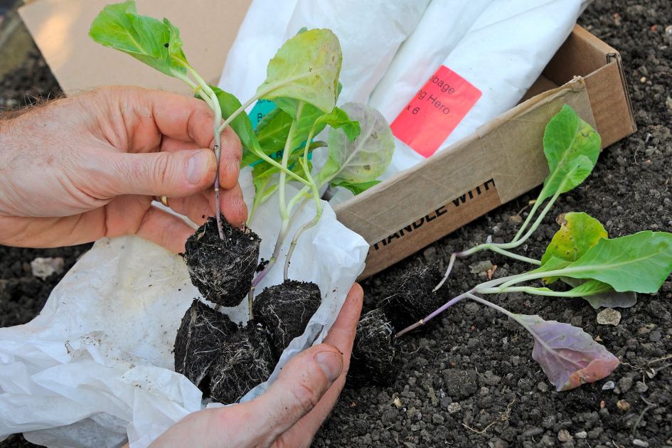 Garden jobs to get done over the Easter weekend