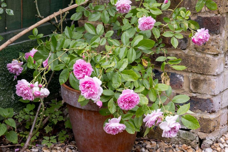 5 plants that won't just DIE in a pot