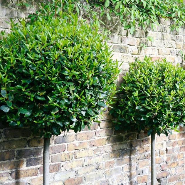  Bye Bye, Boxwood – These 6 Lollipop Evergreens Will Give You Year-Round Curb Appeal Even in Small Spaces 