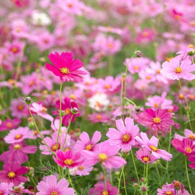  5 Self-Sowing Flowers That Bloom in Fall – for Easy Autumn Color That Returns Year After Year 