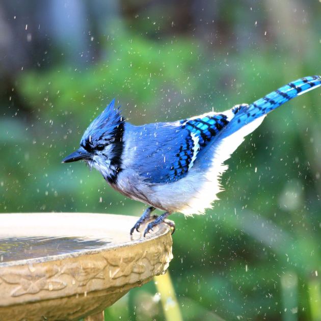  Don't Let Birds Struggle This July – These 6 Easy Additions Turn Your Backyard Into a Summer Refuge 