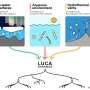 Could ecological roles offer clues to how life began?