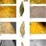 First evidence of Neanderthal bone tool use in Romania discovered