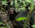 Wild chimpanzees recorded waging ‘civil war’ with coordinated attacks between two groups