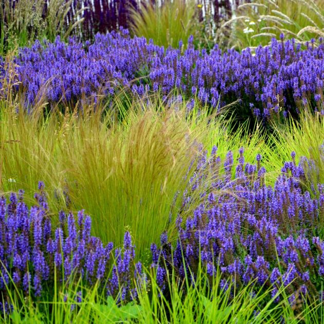  6 Drought-Tolerant Ornamental Grasses That Thrive Almost Anywhere – and Are Easy, Breezy Even in the Summer Heat 