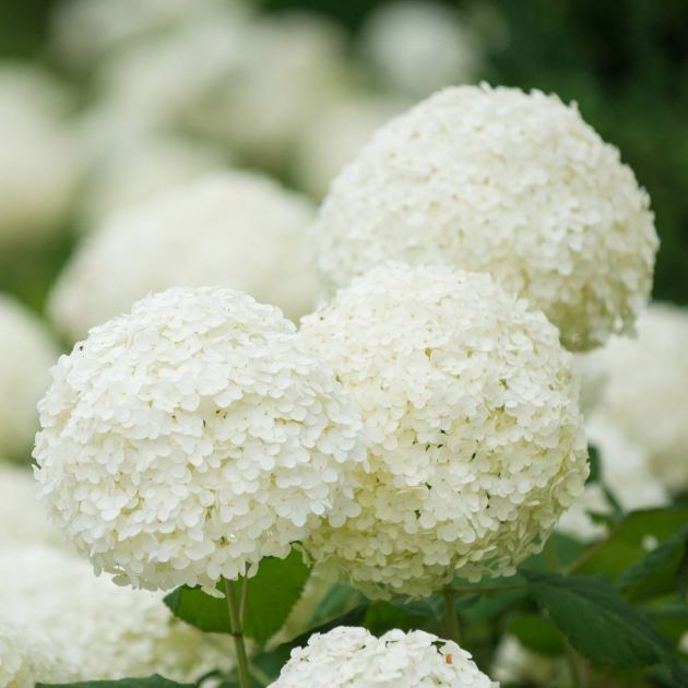  White Hydrangea Varieties: Our Top 8 Shrubs That Will Make Your Garden Pop 