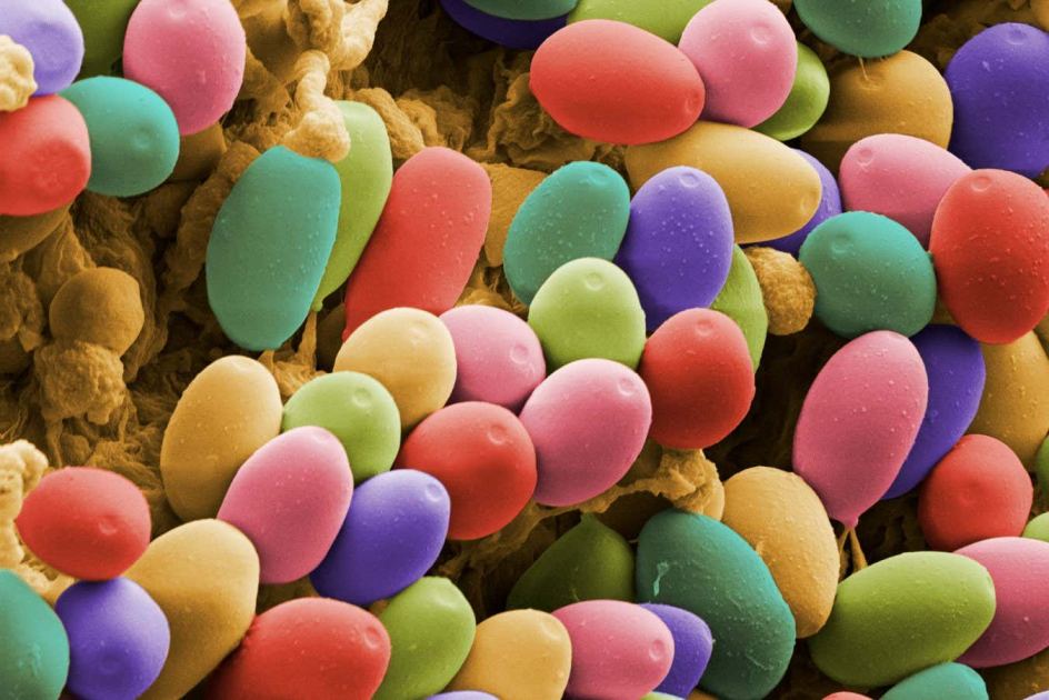 Woman with Alzheimer's starts conversing again after taking psilocybin