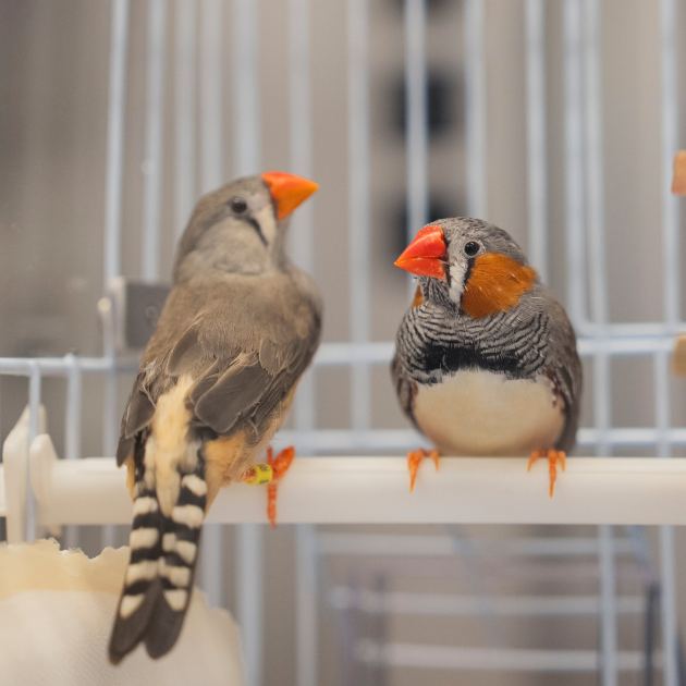 A Bird’s Brain Holds Clues to the Sounds of Music