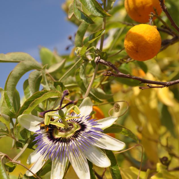  Why I Let My Passionflower Take Over My Fence (and It's Not Just Because It Looks So Good) 