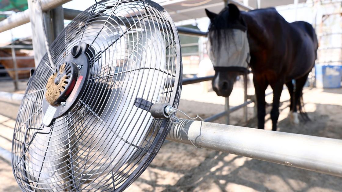  Stupid hot: Heat waves cause cognitive changes in animals, making them more aggressive and unable to complete basic tasks 