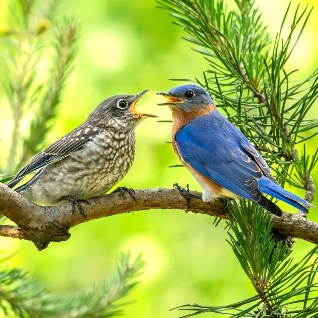  How to Help Your Backyard Birds in May – 7 Quick Wins That Will Keep Them Coming Back to Your Yard Daily 
