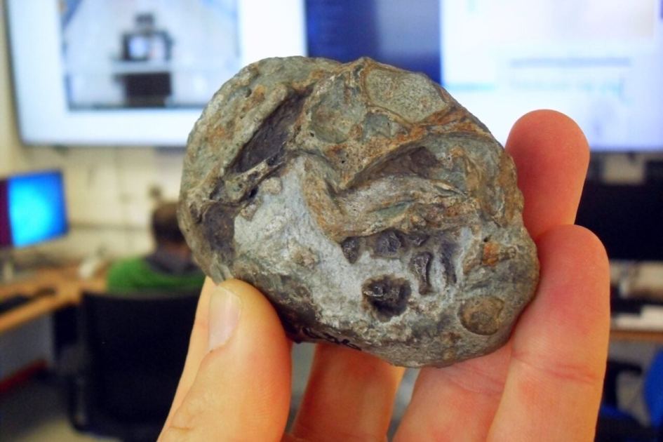 The Cockroach of Dinosaurs Likely Survived Extinction Because of Its Big Wet Eggs