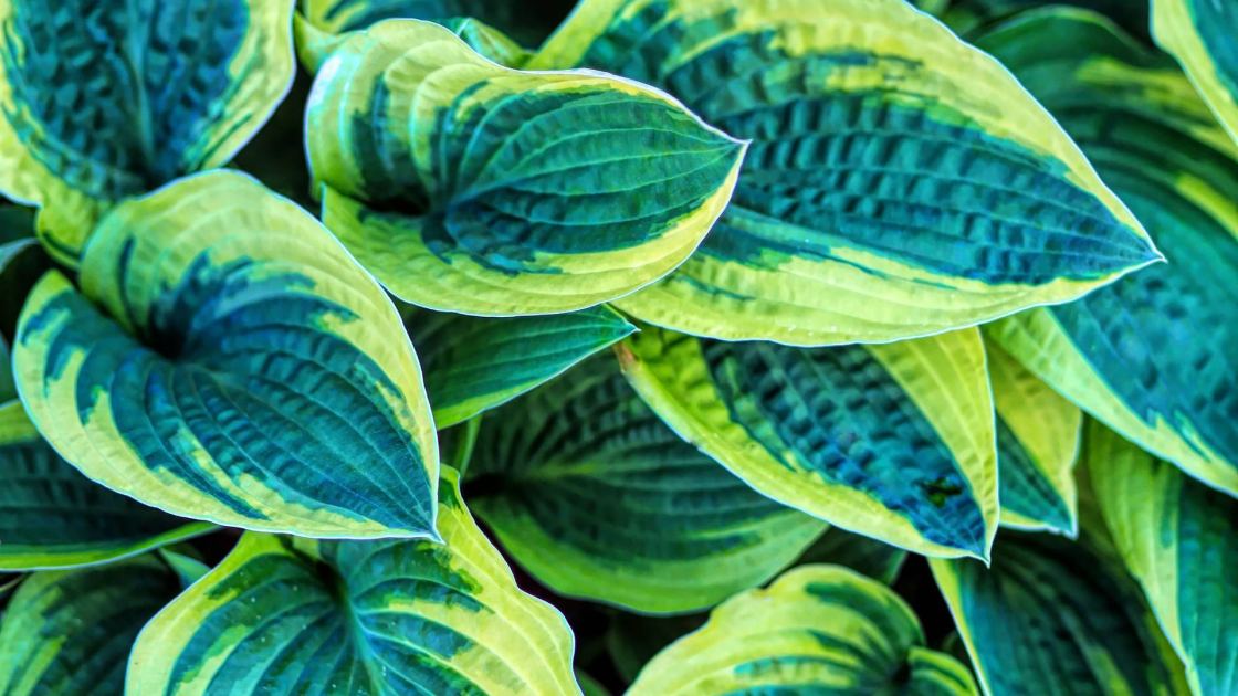  Want Your Hostas to Come Back Next Year? Do These 5 Things Before September Ends 