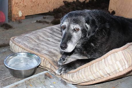 Petition: Protect Dogs From Freezing Chain Abuse