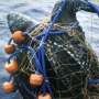 New alliance to protect Atlantic's leatherback turtles launched on World Sea Turtle Day