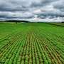 Researchers produce urea in the field using system powered by biobatteries and solar energy