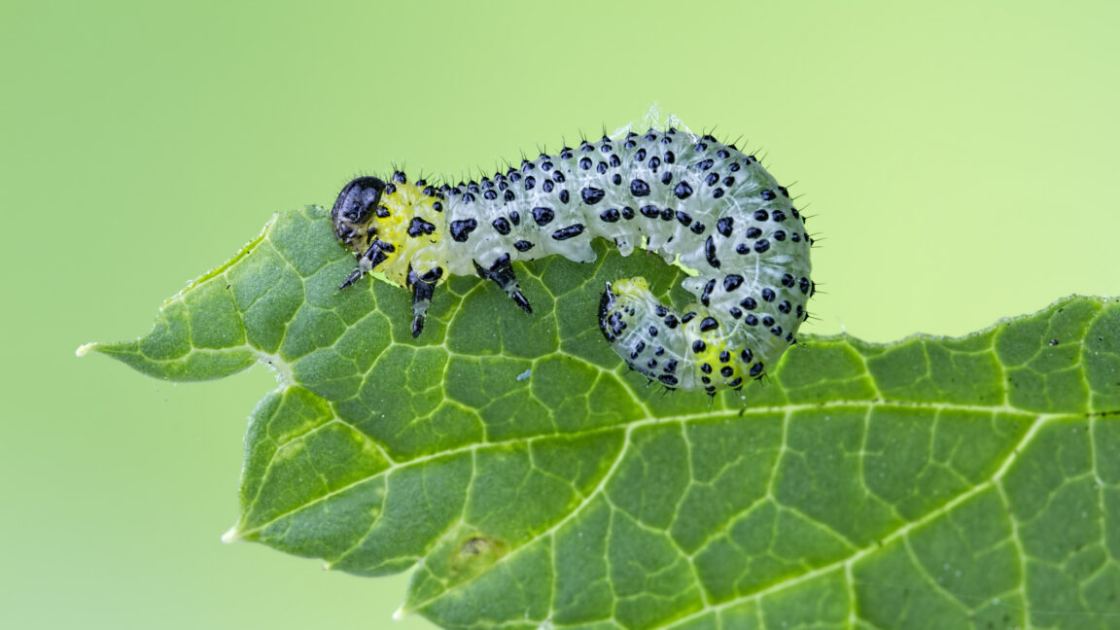 Beans use an immune receptor to call in airstrikes on caterpillars