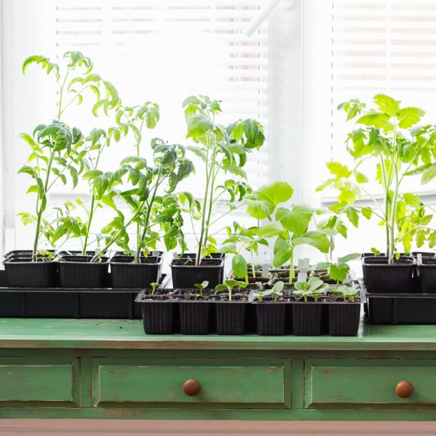  Sorry, But It’s Time to Toss Those Leggy Seedlings – Unless They’re One of These 6 Plants 