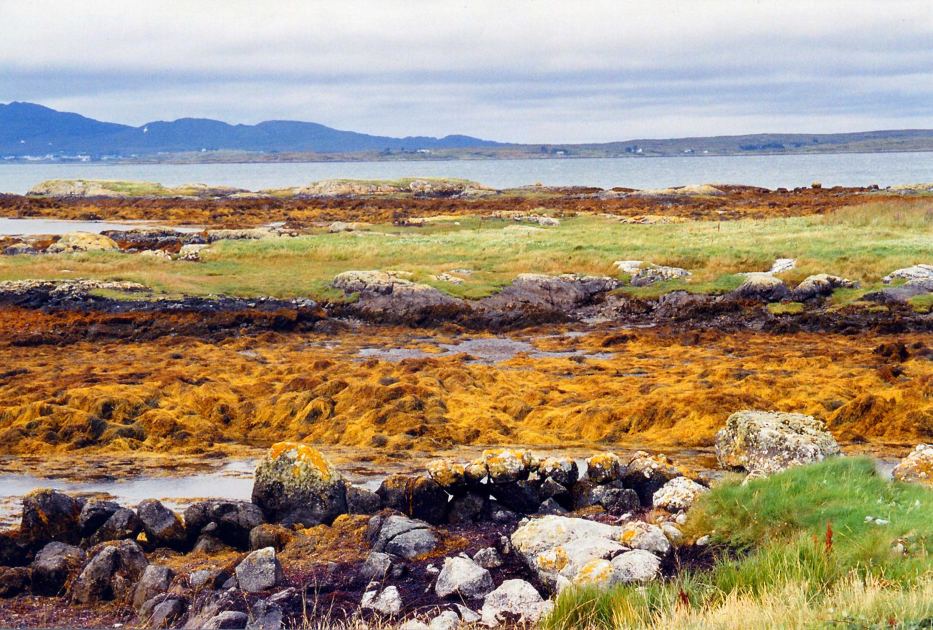 The Wellness World Is Hooked on Irish Sea Moss. Should You Be?