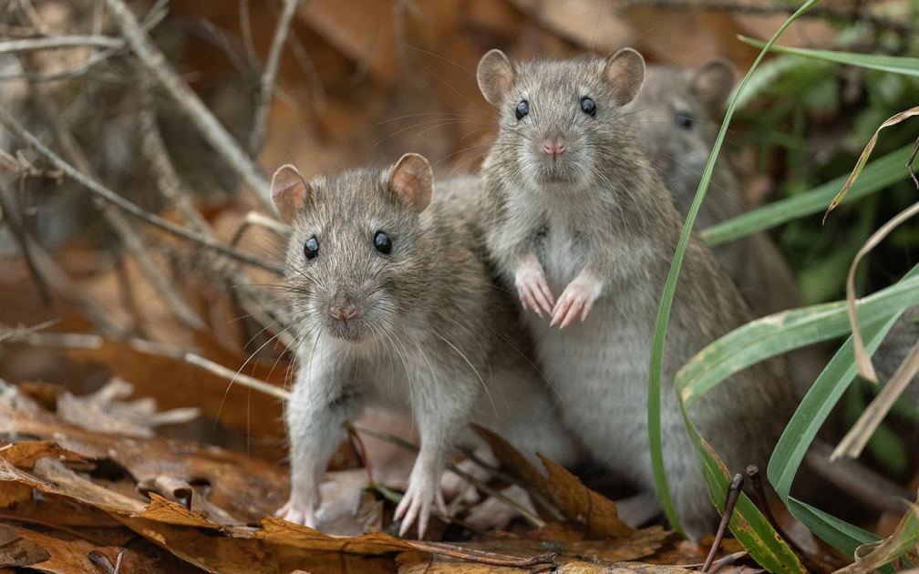 Are you REALLY never more than six feet from a rat? Here's the 'science' on that
