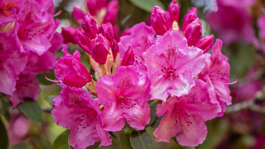  What to Do With Azaleas and Rhododendrons in Fall – 7 Winter Prep Tips to Protect Next Spring's Blooms 