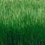 Higher cutting could reduce annual bluegrass contamination in tall fescue seed
